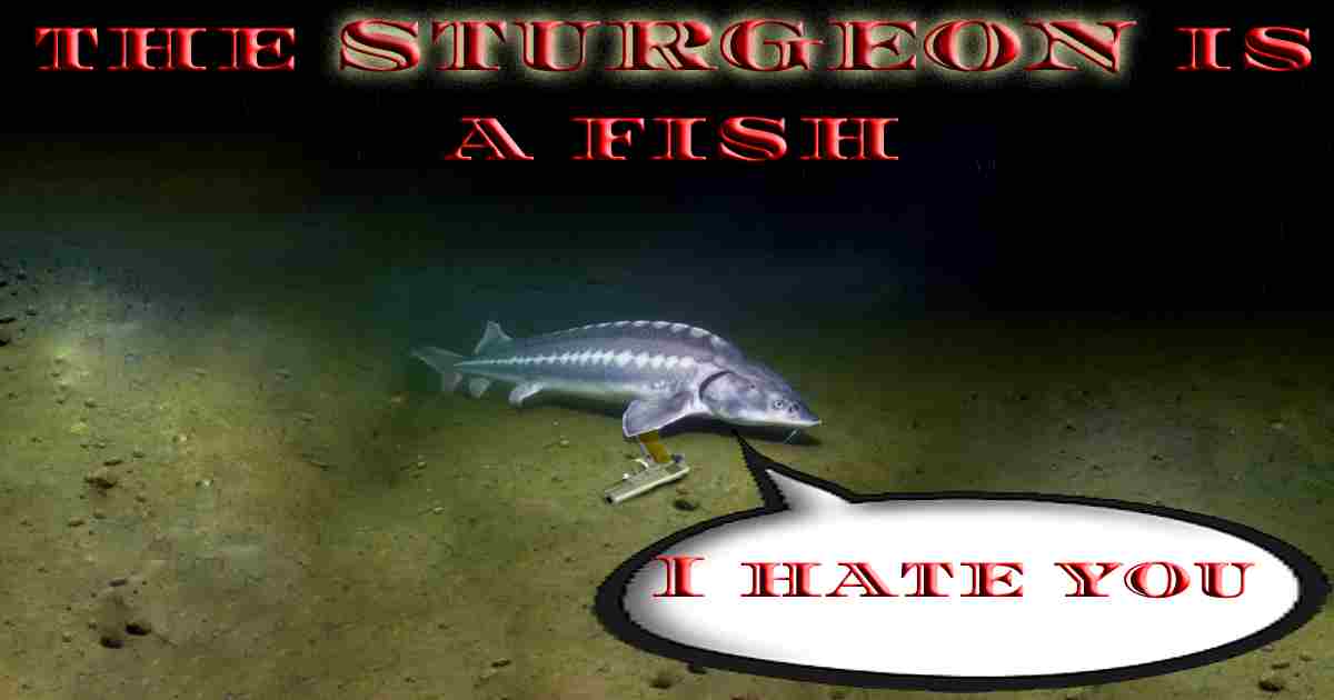 Sturgeon